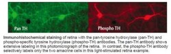 Novus Biologicals Tyrosine Hydroxylase, p Ser40 Antibody, Novus Biologicals™